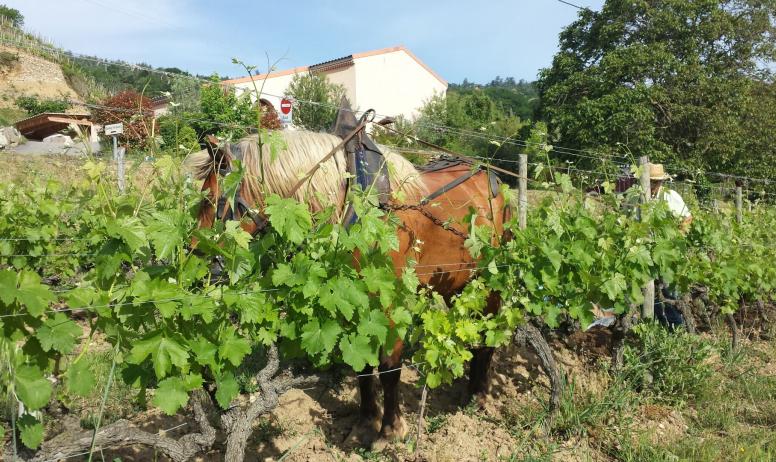 Domaine Guy Farge - Cheval dans les vignes
